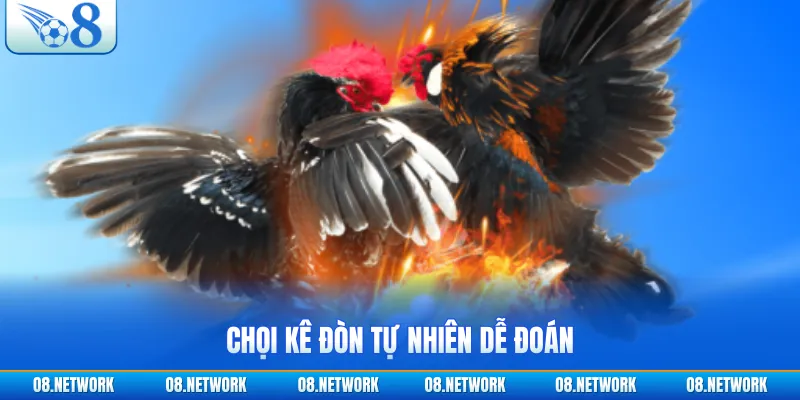 Chọi kê đòn tự nhiên dễ đoán